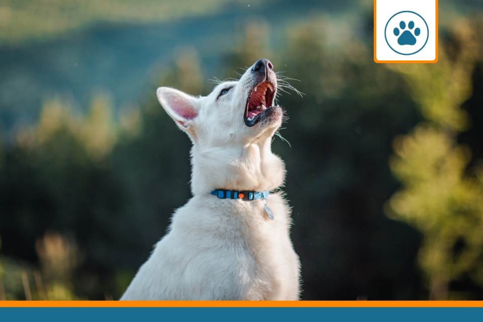 mutuelle animaux prenant en compte les allergies