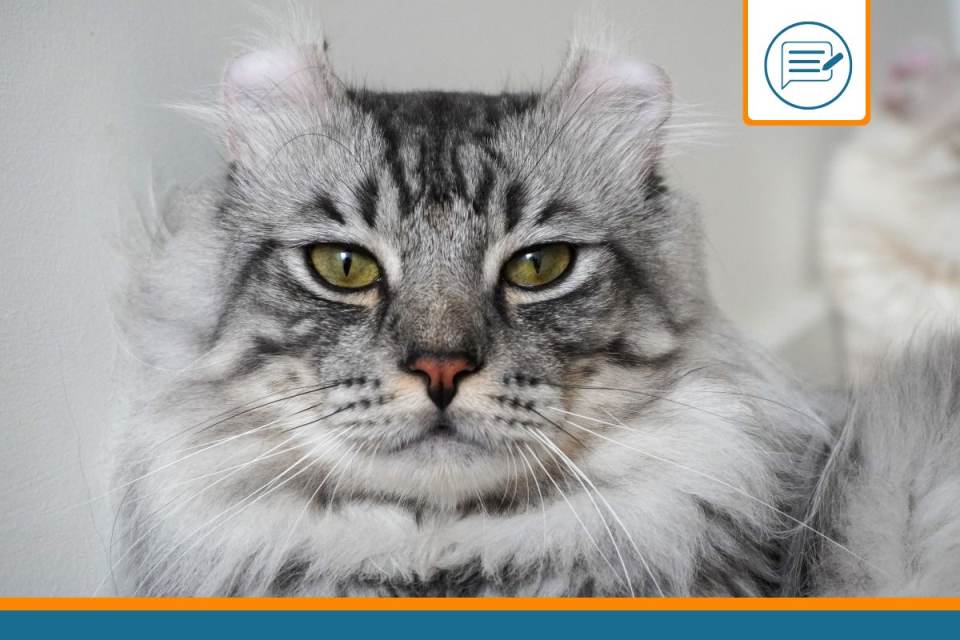 American Curl