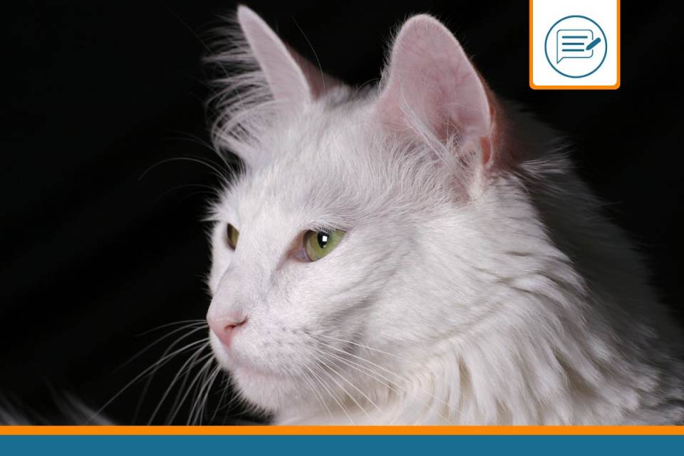 Angora Turc