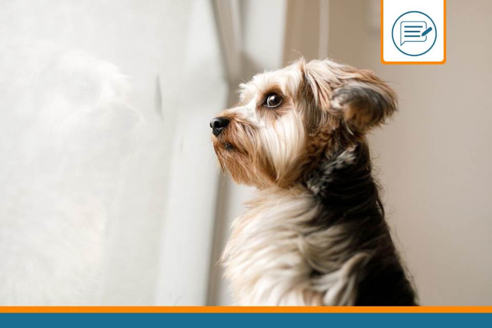 Animaux anxiété séparation