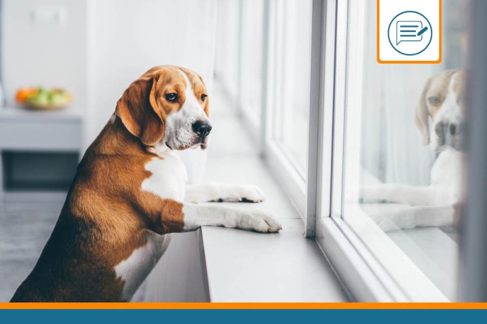 anxiété séparation chien