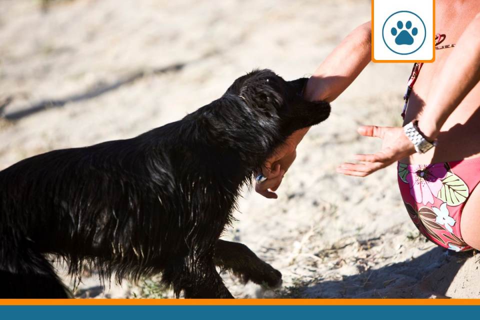 morsures chien en balade