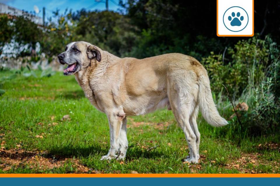 Mutuelle pour rafeiro de alentejo