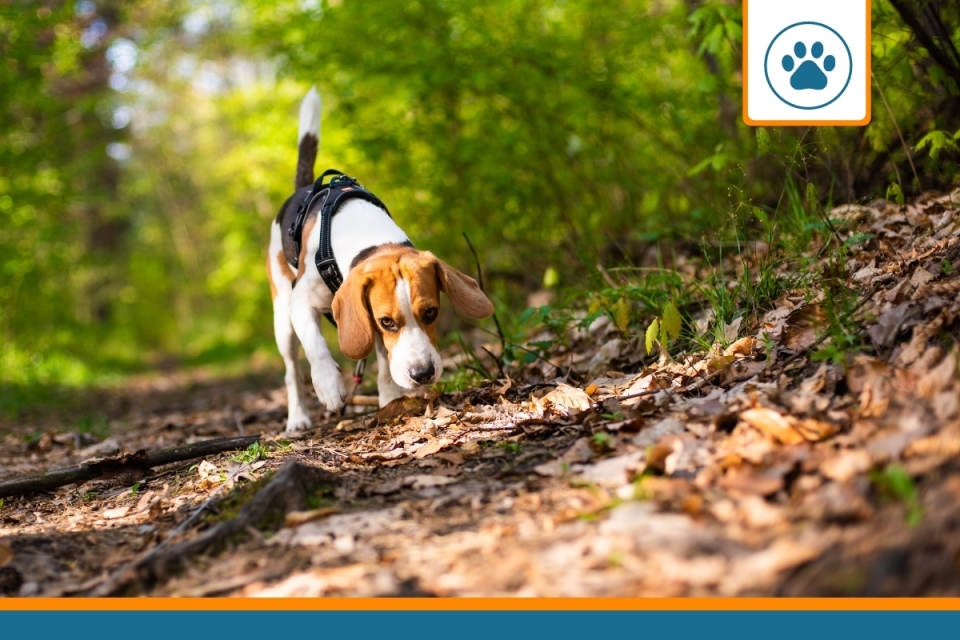 assurance chien de chasse