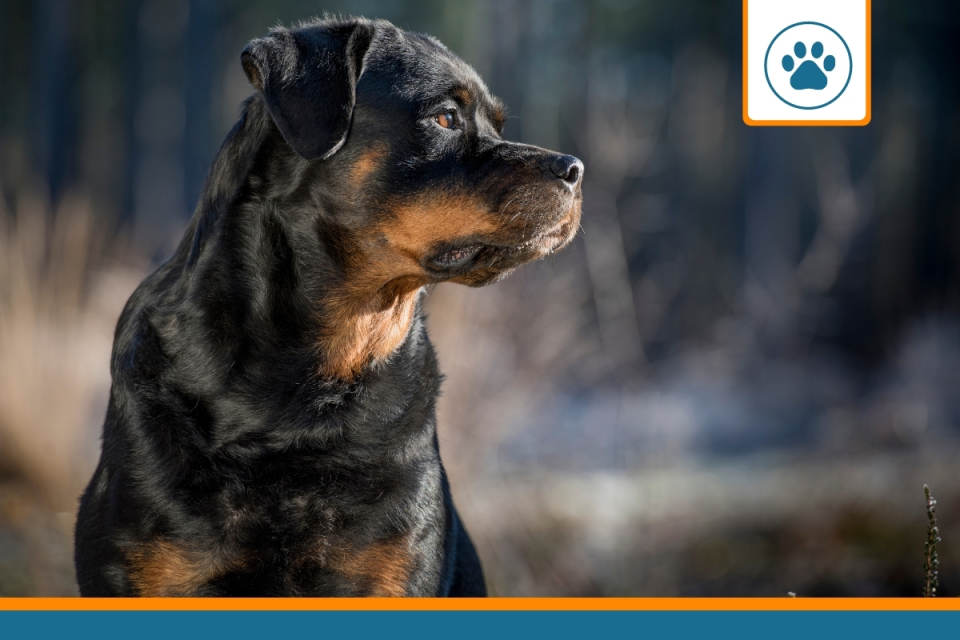 chien considéré comme dangereux à assurer