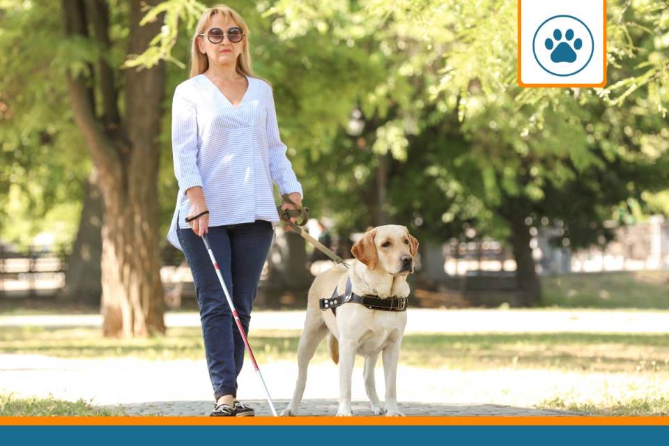 assurance chien guide d'aveugle