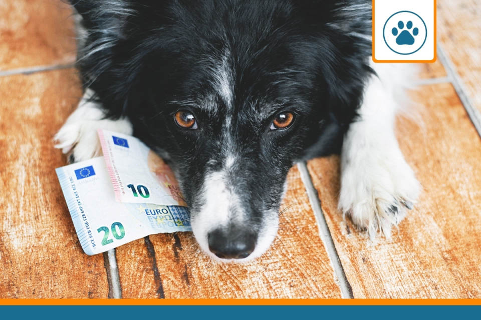 chien avec des billets dans sa gueule pour payer une assurance pas chère