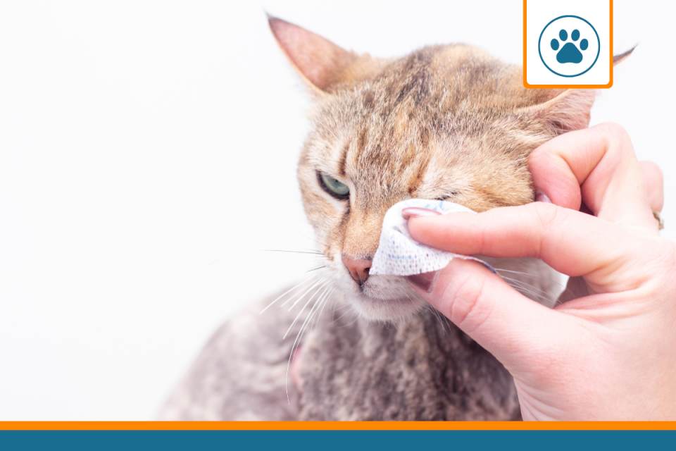 Conjonctivite chez le chat