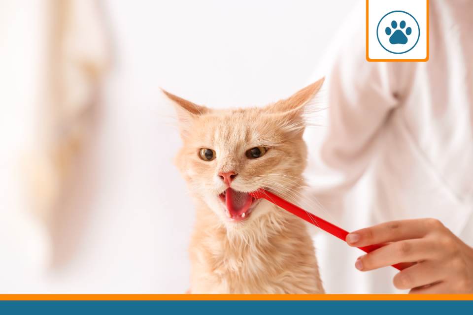Gingivite chez le chat