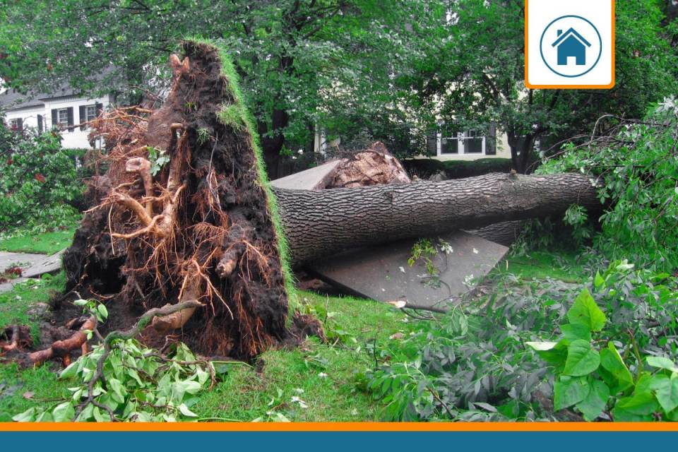 arbre deracine par le vent assurance habitation