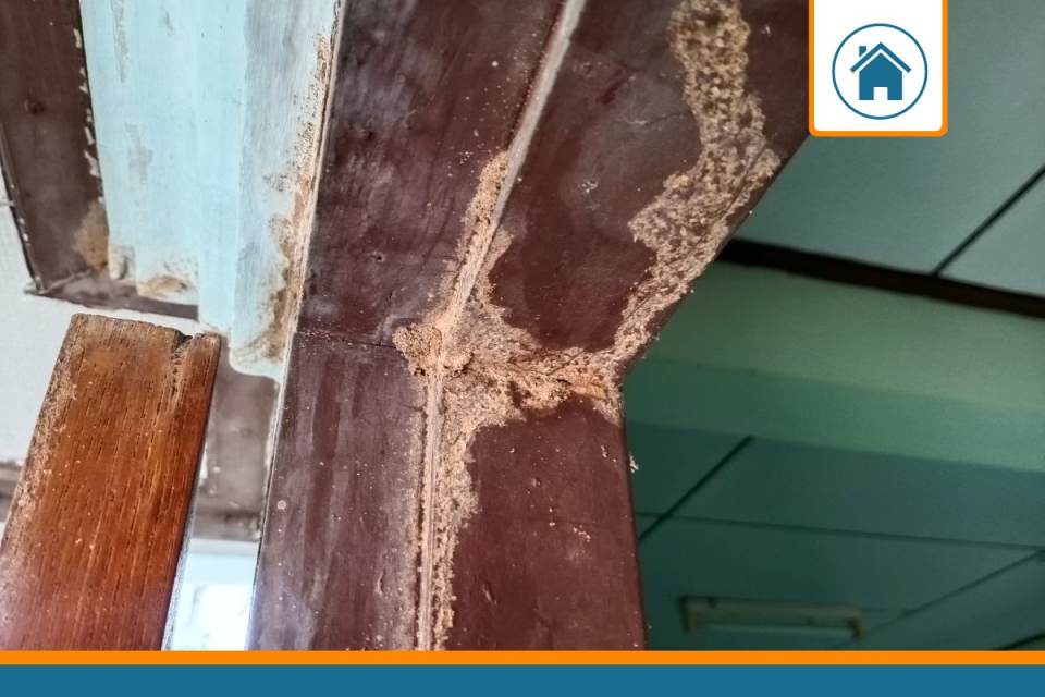 assurance habitation termites
