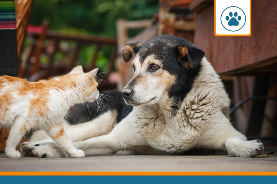 animaux cherchant un avis sur les mutuelles chiens et chats