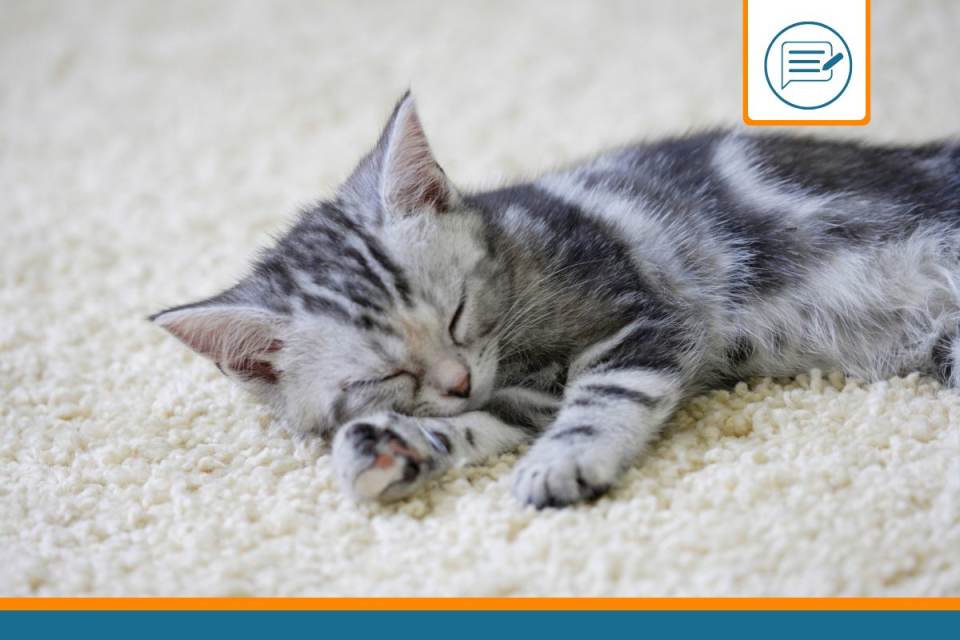 American Shorthair