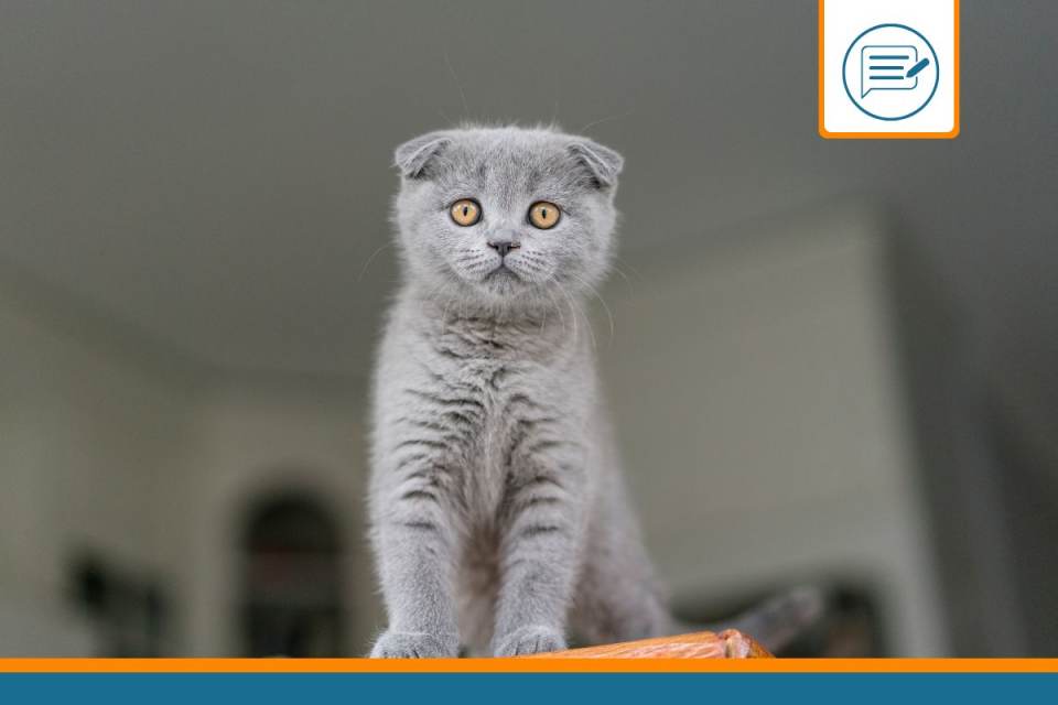 Scottish Fold
