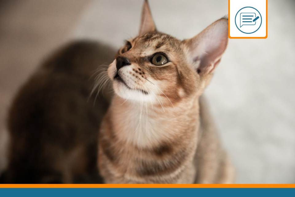 Chausie