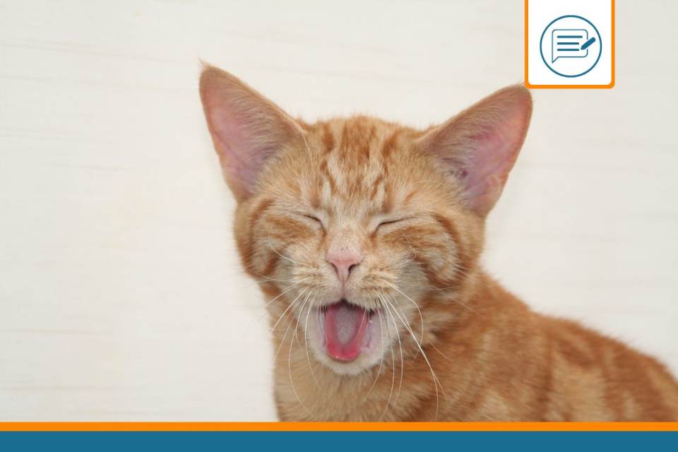 chat qui bave