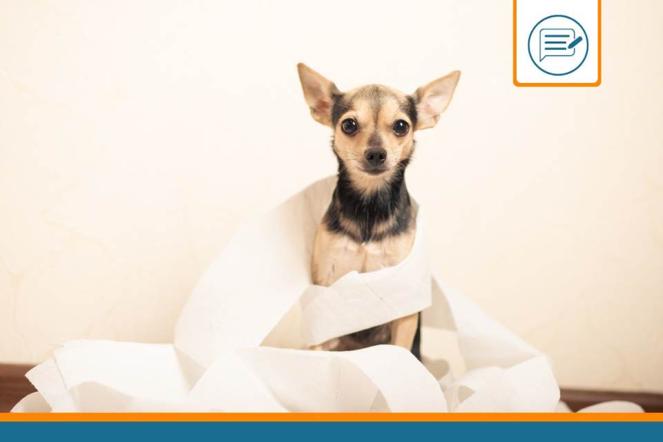 chien constipé que faire