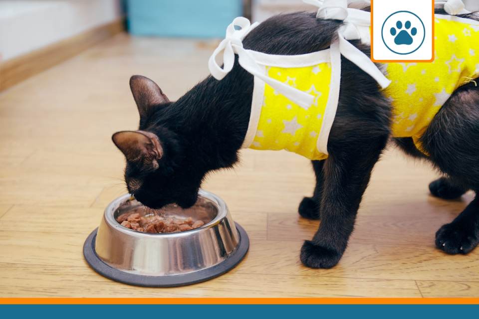 CMU pour animaux