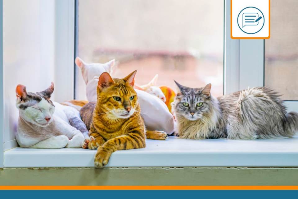 tableau race de chat