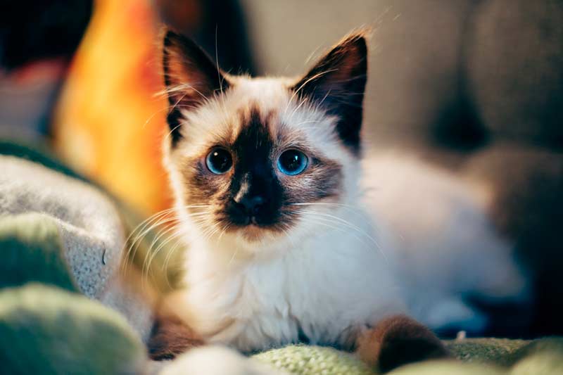 assurance habitation animaux