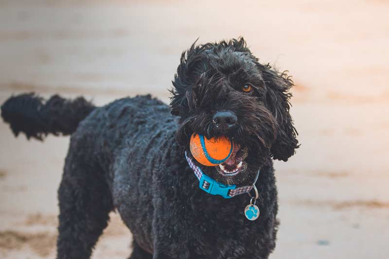 jeux pour bien-être du chien