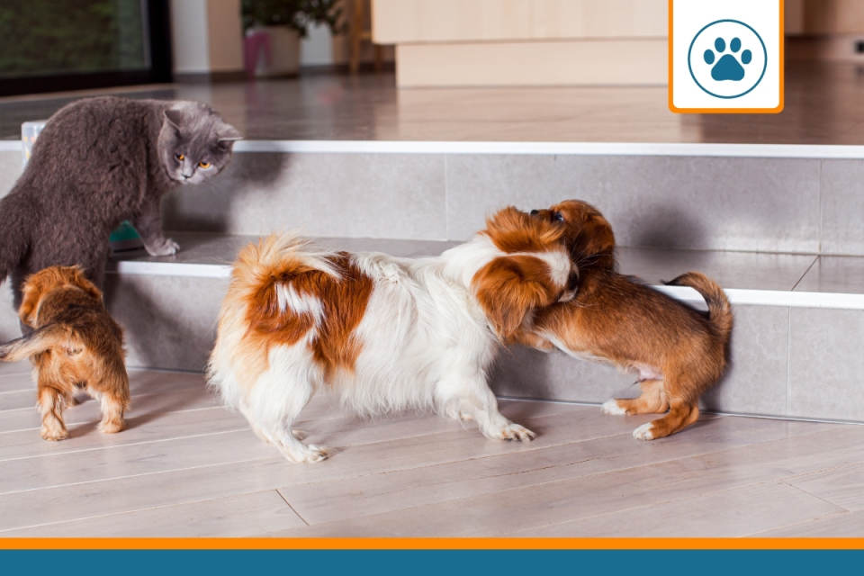 devis assurance animaux pour chiens, chats et nac