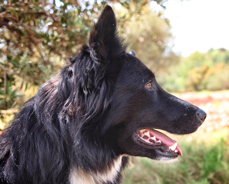 garde d'animaux entre particuliers pour les vacances