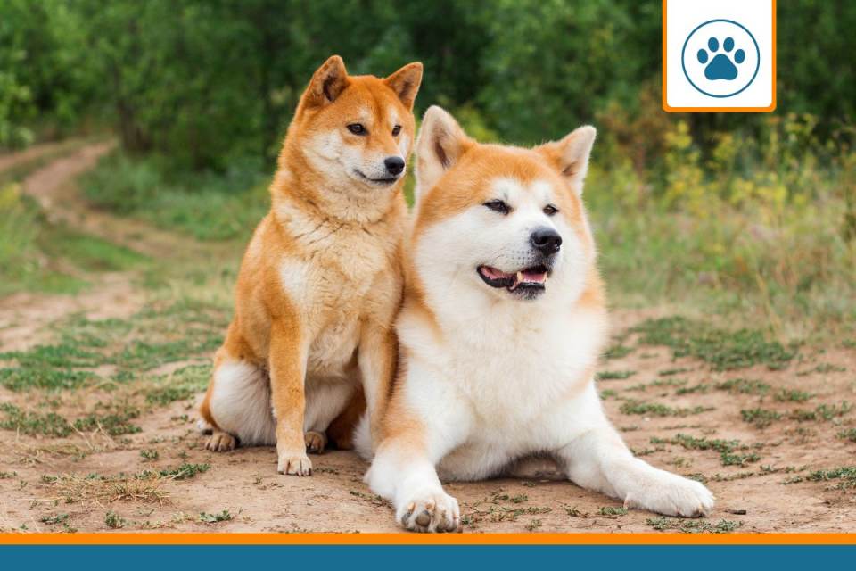 mutuelle pour akita inu