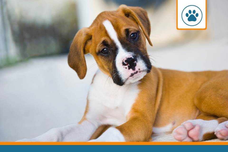 mutuelle chien boxer