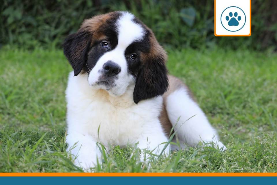 Mutuelle pour Saint Bernard