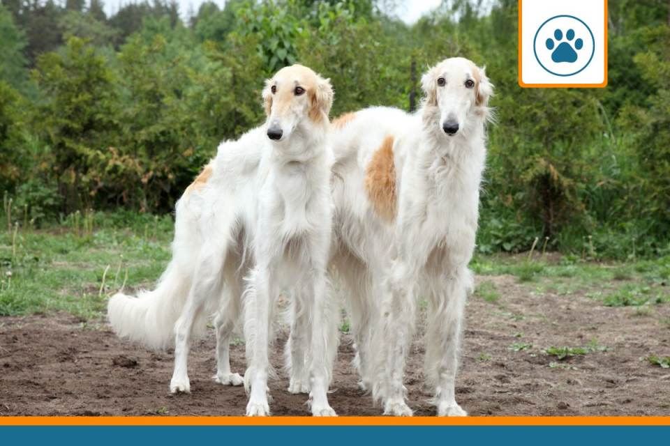 Mutuelle pour Barzoi