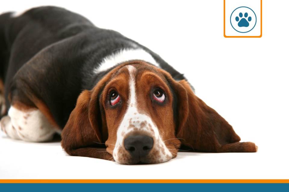 Mutuelle pour chien basset