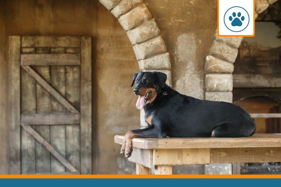 Mutuelle pour berger beauceron