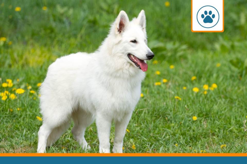 Mutuelle pour berger blanc suisse