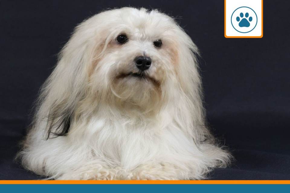 Mutuelle pour bichon havanais