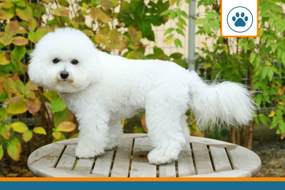 Mutuelle pour bichon