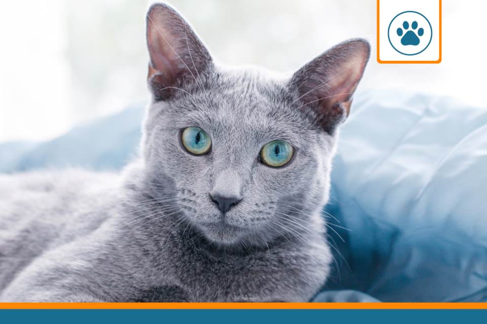 Mutuelle chat Bleu Russe
