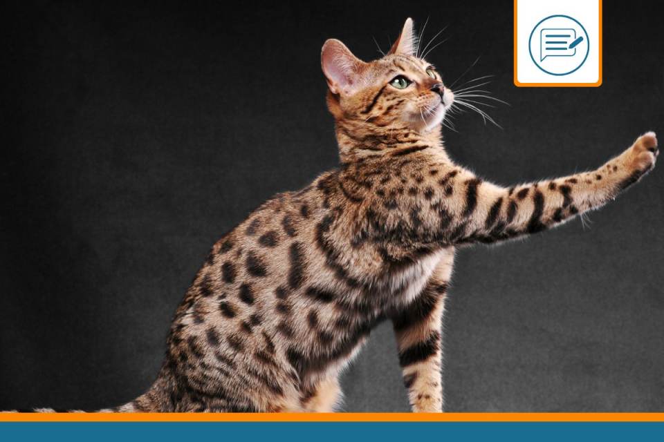 Bengal