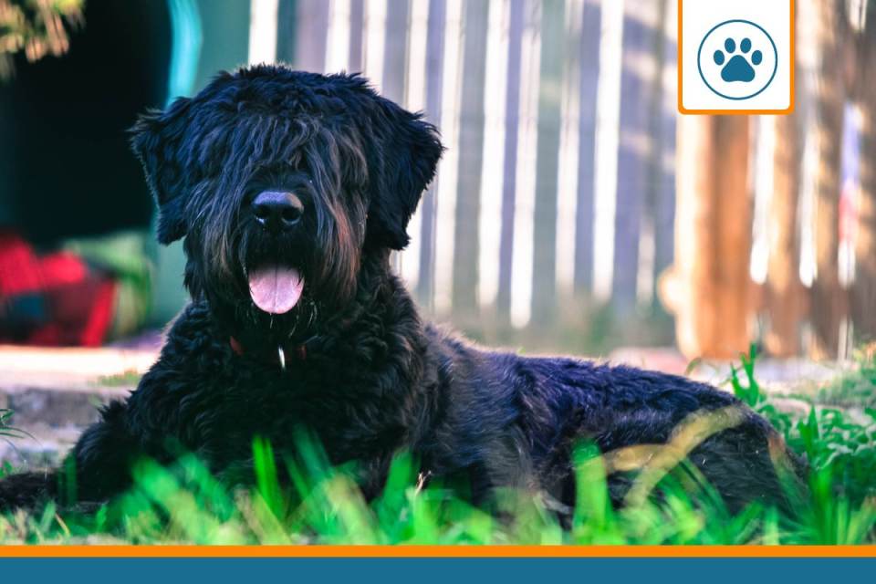 Mutuelle pour bouvier des flandres