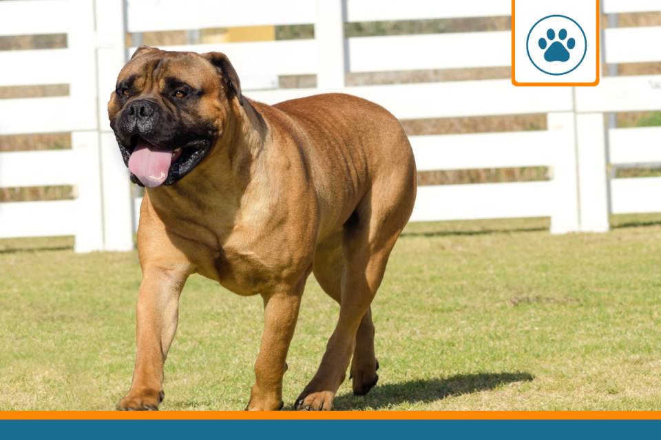 Mutuelle pour Bullmastiff