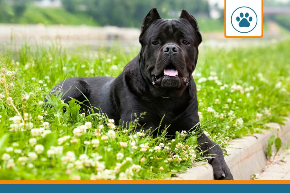 Mutuelle Cane Corso