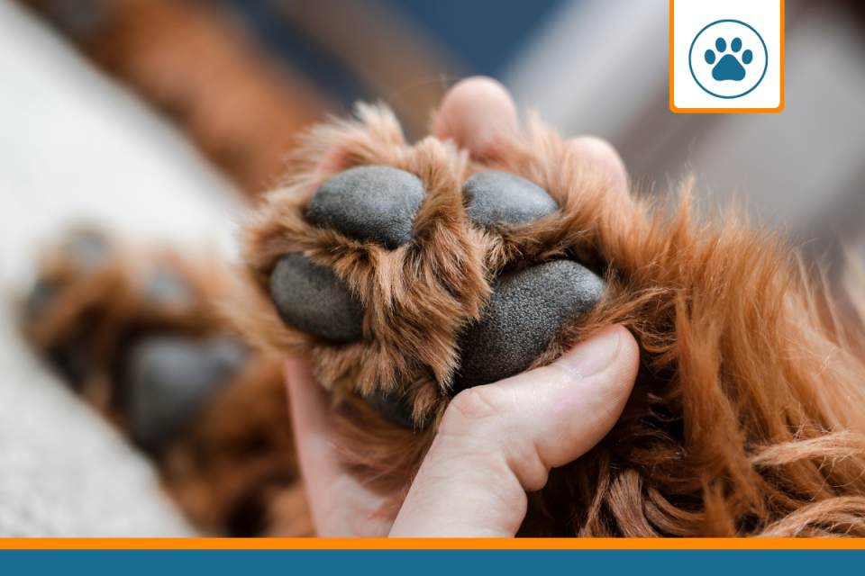 Mutuelle pour Cão de São Miguel