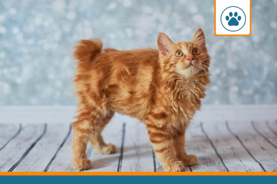 Mutuelle pour chat Bobtail
