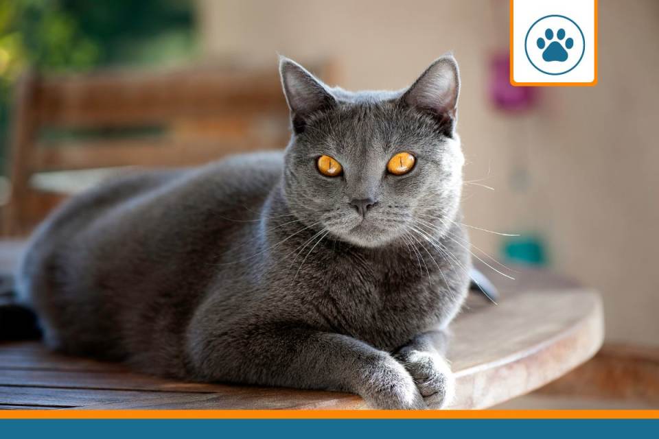 Mutuelle pour CHARTREUX