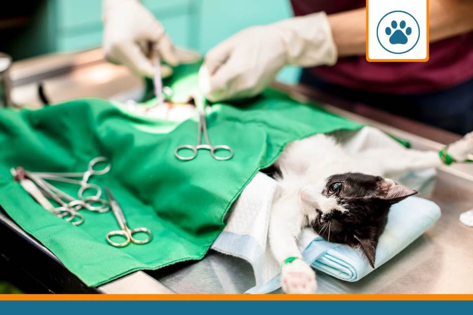 chirurgie chat