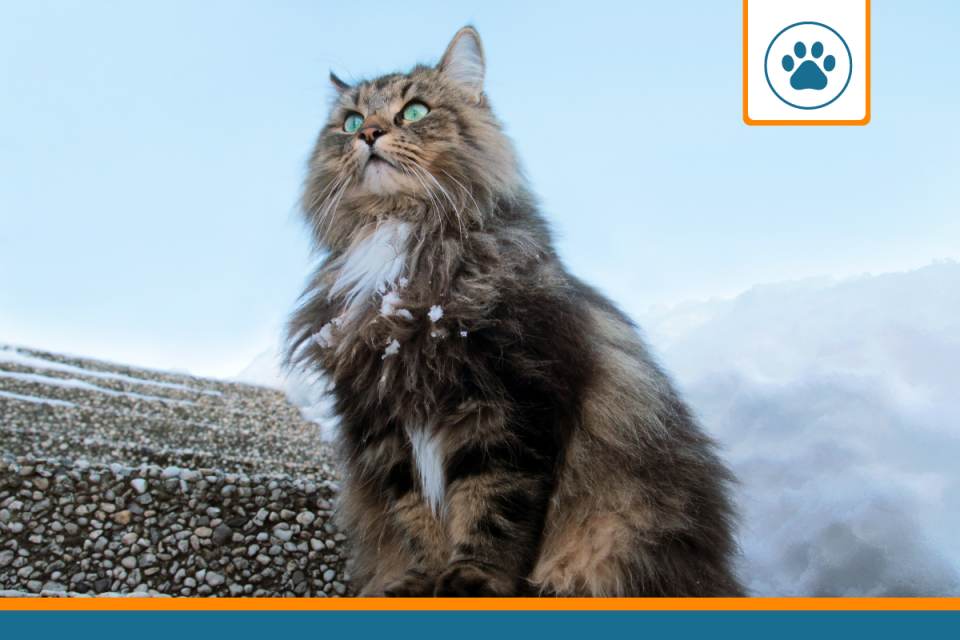 Mutuelle pour chat Norvégien