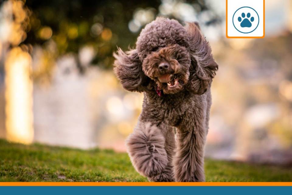 Mutuelle pour Chien d'eau romagnol