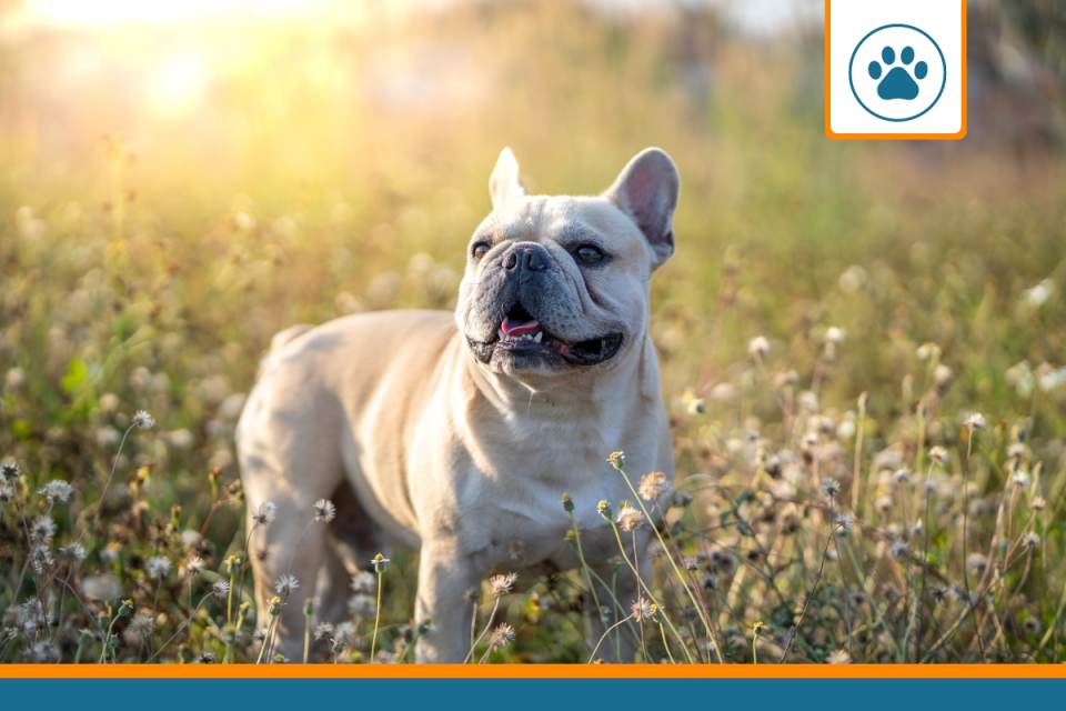 Mutuelle pour chien français