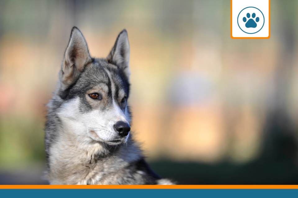 Mutuelle pour Chien Loup de Slovaquie