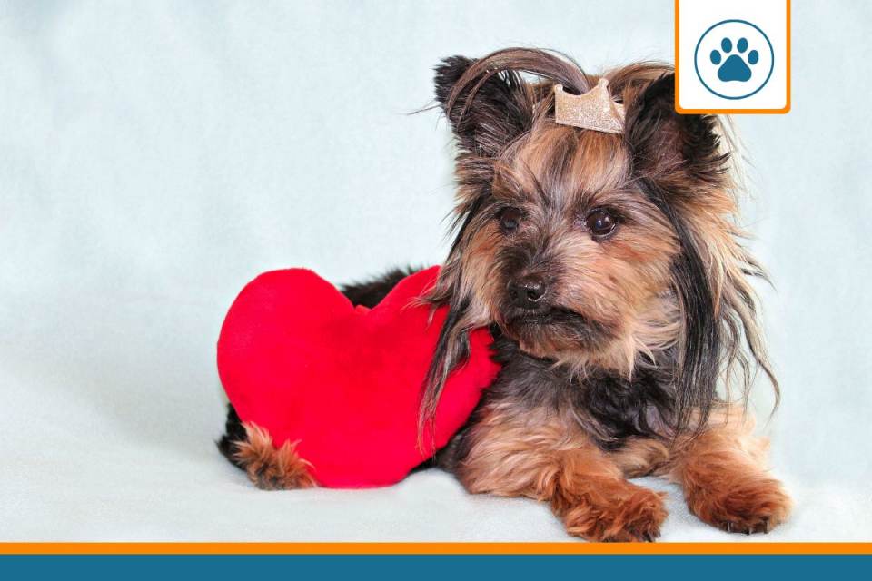chien problème cardiaque